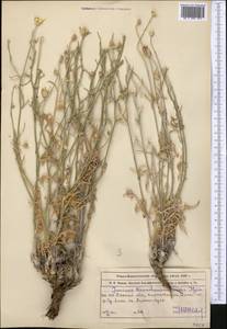 Наголоватка Крашенинникова Iljin, Средняя Азия и Казахстан, Муюнкумы, Прибалхашье и Бетпак-Дала (M9) (Казахстан)