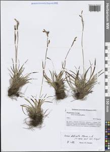 Осока изящная, Осока нежная C.B.Clarke, Сибирь, Алтай и Саяны (S2) (Россия)