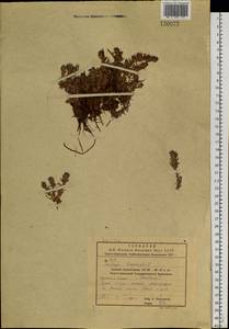 Камнеломка гребенчато-реснитчатая L., Сибирь, Дальний Восток (S6) (Россия)
