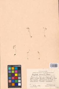 Крупка весенняя L., Восточная Европа, Московская область и Москва (E4a) (Россия)