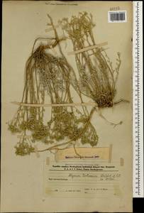 Odontarrhena tortuosa (Waldst. & Kit. ex Willd.) C.A.Mey., Кавказ, Азербайджан (K6) (Азербайджан)