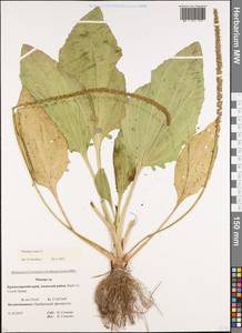 Подорожник большой L., Кавказ, Краснодарский край и Адыгея (K1a) (Россия)