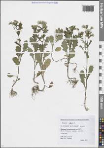 Крестовник обыкновенный L., Восточная Европа, Московская область и Москва (E4a) (Россия)