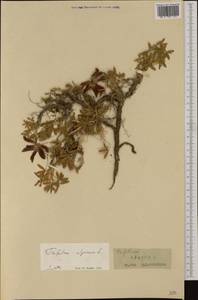 Trifolium alpinum L., Западная Европа (EUR) (Франция)
