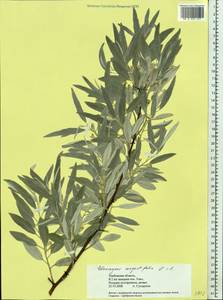 Лох узколистный, Лох обыкновенный L., Восточная Европа, Центральный лесостепной район (E6) (Россия)