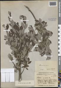 Ива пепельно-серая L., Средняя Азия и Казахстан, Муюнкумы, Прибалхашье и Бетпак-Дала (M9) (Казахстан)