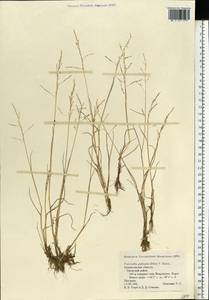 Puccinellia capillaris subsp. pulvinata (Fr.) Tzvelev, Восточная Европа, Северный район (E1) (Россия)