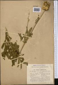 Rhaponticoides ruthenica (Lam.) M. V. Agab. & Greuter, Средняя Азия и Казахстан, Памир и Памиро-Алай (M2) (Узбекистан)