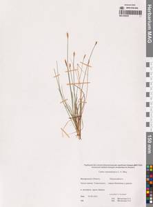 Осока Редовского (C.A.Mey.) T.V.Egorova, Сибирь, Чукотка и Камчатка (S7) (Россия)