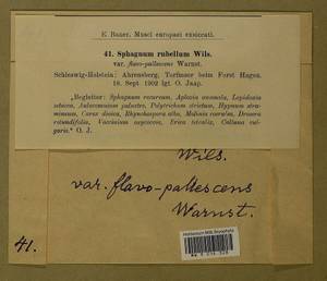 Sphagnum rubellum Wilson, Гербарий мохообразных, Мхи - Западная Европа (BEu) (Германия)