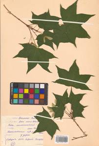 Клен моно, Клен мелколистный (Maxim.) H.Ohashi, Сибирь, Дальний Восток (S6) (Россия)