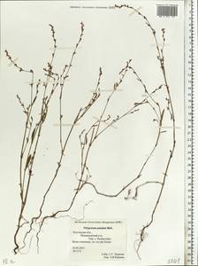 Спорыш отклоненный, Горец отклоненный M.Bieb., Восточная Европа, Ростовская область (E12a) (Россия)