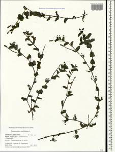 Рдест пронзеннолистный, Рдест стеблеобъемлющий L., Крым (KRYM) (Россия)