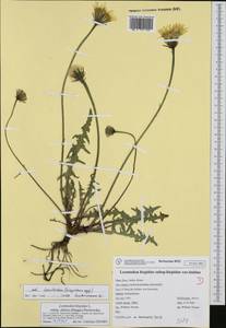 Leontodon hispidus subsp. dubius (Hoppe) Pawlowska, Западная Европа (EUR) (Италия)
