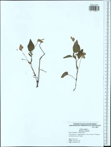 Фиалка собачья L., Восточная Европа, Центральный район (E4) (Россия)