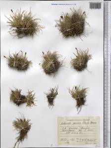 Carex alatauensis S.R.Zhang, Средняя Азия и Казахстан, Памир и Памиро-Алай (M2) (Таджикистан)