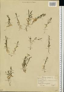 Звездчатка злаковая, Звездчатка злаковидная L., Восточная Европа, Нижневолжский район (E9) (Россия)