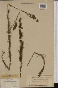 Thalictrum simplex subsp. galioides (DC.) Korsh., Западная Европа (EUR) (Франция)