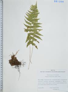 Телиптерис болотный Schott, Сибирь, Дальний Восток (S6) (Россия)