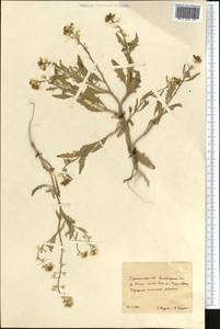Neotorularia dentata (Freyn & Sint. ex Freyn) Hedge & J.Léonard, Средняя Азия и Казахстан, Каракумы (M6) (Туркмения)