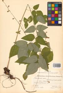 Hylodesmum podocarpum subsp. fallax (Schindl.) H.Ohashi & R.R.Mill, Сибирь, Дальний Восток (S6) (Россия)