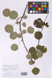 Тополь дрожащий, Осина L., Восточная Европа, Московская область и Москва (E4a) (Россия)