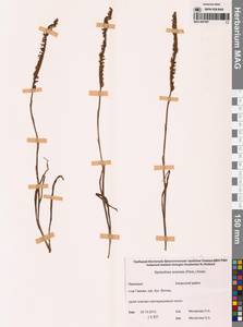 Скрученник китайский (Pers.) Ames, Сибирь, Дальний Восток (S6) (Россия)