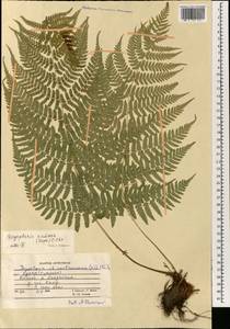 Dryopteris ramosa (Hope) C. Chr., Зарубежная Азия (ASIA) (Афганистан)