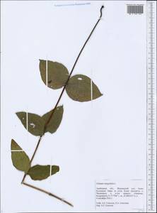 Ломонос цельнолистный L., Восточная Европа, Центральный лесостепной район (E6) (Россия)