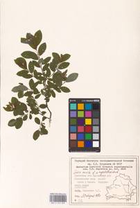 Salix myrsinifolia subsp. myrsinifolia, Восточная Европа, Белоруссия (E3a) (Белоруссия)