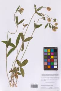 Клевер горный L., Восточная Европа, Московская область и Москва (E4a) (Россия)