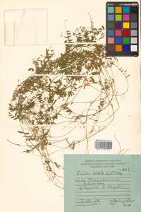 Горошек волосистый (L.) Gray, Сибирь, Дальний Восток (S6) (Россия)