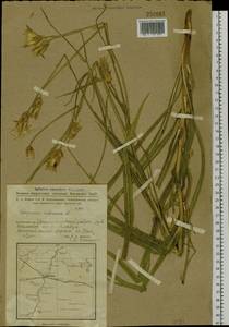 Pseudopodospermum hispanicum subsp. hispanicum, Сибирь, Западная Сибирь (S1) (Россия)