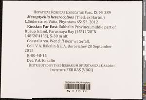 Mesoptychia heterocolpos (Thed. ex Hartm.) L. Söderstr. & Váňa, Гербарий мохообразных, Мхи - Дальний Восток (без Чукотки и Камчатки) (B20) (Россия)