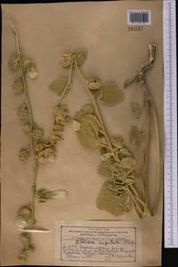 Шток-роза угловатая (Freyn & Sint.) Freyn & Sint. ex Iljin, Средняя Азия и Казахстан, Копетдаг, Бадхыз, Малый и Большой Балхан (M1) (Туркмения)