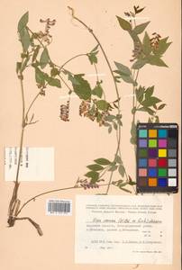 Горошек разветвленный (Maxim.) Ohwi, Сибирь, Дальний Восток (S6) (Россия)