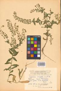 Клоповник полевой, Кресс полевой (L.) W.T.Aiton, Восточная Европа, Западно-Украинский район (E13) (Украина)