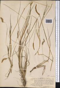 Setaria parviflora (Poir.) M.Kerguelen, Америка (AMER) (Бразилия)