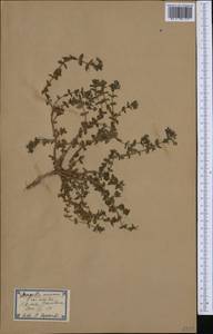 Lysimachia arvensis subsp. arvensis, Западная Европа (EUR) (Испания)
