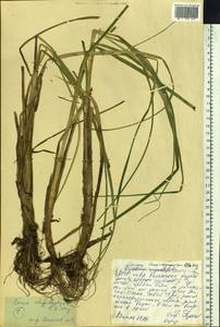 Carex utriculata Boott, Сибирь, Якутия (S5) (Россия)
