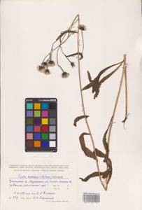 Picris japonica subsp. japonica, Сибирь, Дальний Восток (S6) (Россия)