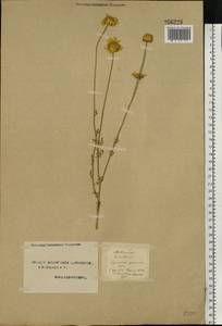 Cota tinctoria subsp. tinctoria, Восточная Европа, Северный район (E1) (Россия)