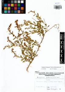 Atraphaxis selengensis Yurtseva & Mavrodiev, Сибирь, Прибайкалье и Забайкалье (S4) (Россия)