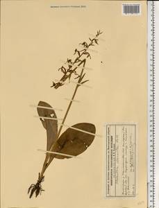 Любка зеленоцветковая (Custer) Rchb., Восточная Европа, Волжско-Камский район (E7) (Россия)
