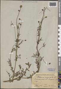 Черноголовник многобрачный (Waldst. & Kit.) Asch. & Graebn., Средняя Азия и Казахстан, Западный Тянь-Шань и Каратау (M3) (Узбекистан)