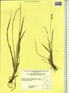 Осока жестковатая, Осока ложножесткая (Gorodkov) V.I.Krecz., Сибирь, Дальний Восток (S6) (Россия)