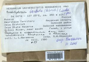 Barbilophozia barbata (Schmidel ex Schreb.) Loeske, Гербарий мохообразных, Мхи - Дальний Восток (без Чукотки и Камчатки) (B20) (Россия)