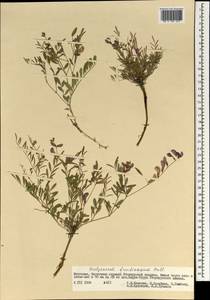 Corethrodendron fruticosum (Pall.) B.H.Choi & H.Ohashi, Монголия (MONG) (Монголия)