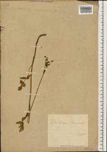 Heracleum sphondylium subsp. sibiricum (L.) Simonk., Восточная Европа, Эстония (E2c) (Эстония)