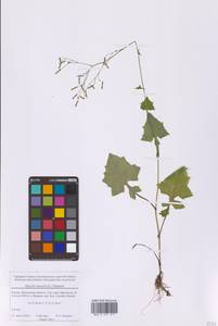 Мицелис стенной (L.) Dumort., Восточная Европа, Московская область и Москва (E4a) (Россия)